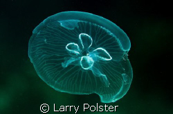Jelly at 3 meters, D300, D-125 strobes by Larry Polster 